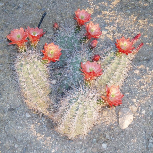Cactus in bloom in northwest Tucson.