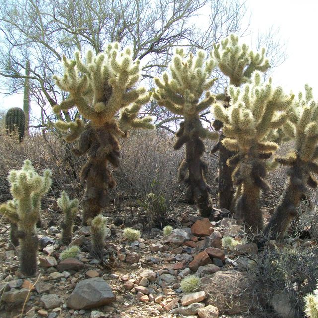 A picture of teddy-bear cholla.