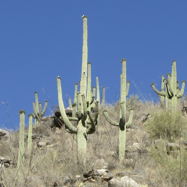 Saguaro in Sabino Canyon.